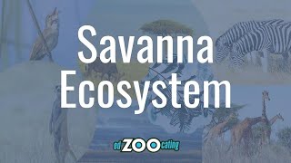 Savanna Ecosystems  How Plants and Animals Survive on the Savanna  EdZOOcating Adventures [upl. by Eivad486]