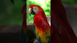 WOW PARROTS  4K ULTRA HD parrot birds shorts [upl. by Fausta352]