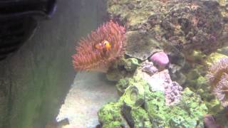 Feeding Coral Silversides [upl. by Howlyn]