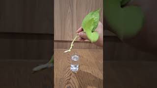 How to Propagate Neon Pohtos  Cutting Plants shorts [upl. by Calvert]