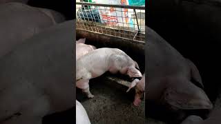 baboyang walang amoy Napakadaling magalaga ng baboy sa ganitong kulungan [upl. by Moffit958]