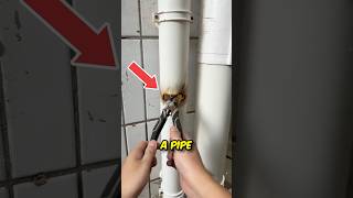 Fix Your Broken Pipe in Minutes ✅ [upl. by Billie]