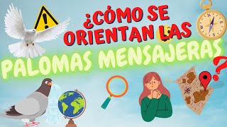 🕊️ ¿Cómo se orientan las palomas mensajeras [upl. by Brendan28]