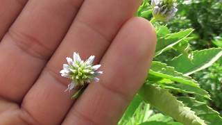 Trigonella foenum graecum Fenugreek is an annual plant in the family Fabaceae [upl. by Tenom351]