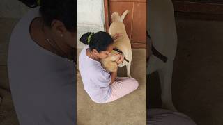 Rio hugs me and says sorry😔 for his mistake🥺dhanush thiruchitrambalam dogshorts labrador [upl. by Iroak]