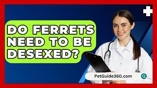 Do Ferrets Need to Be Desexed  PetGuide360com [upl. by Lanctot327]