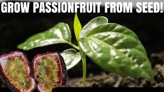 How to grow passion fruit from seed  DIY Video [upl. by Hubbard850]