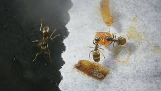 Strange little things – Lasius Niger ants collecting a piece of earthworm to feed the larvae [upl. by Lorilyn]