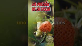 Los pulgones en las fresas 🍓 jardineríaencasa cuidadodeplantas jardin plantas [upl. by Talanian]