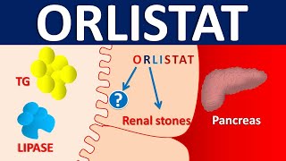 Orlistat  Mechanism side effects precautions amp uses [upl. by Anitirhc280]