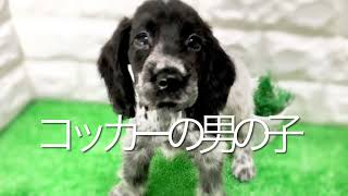 イングリッシュコッカースパニエルの子犬 （平野瓜破） [upl. by Atkins]