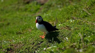 ITV Wales at Six  Skomer Islands Puffins [upl. by Balduin]