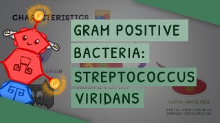 Gram Positive Bacteria Streptococcus viridans [upl. by Icart]