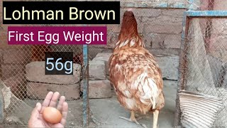 Lohman Brown Hen First Egg《لوہمن براون مرغی نے انڈے دینا شروع کر دیئے 》 [upl. by Eelasor807]