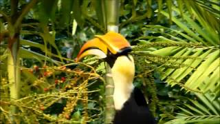 Great Hornbill Buceros bicornis [upl. by Neehsar791]