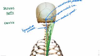 Splenius muscle [upl. by Aitnohs]