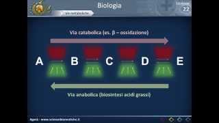 Metabolismo cellulare [upl. by Holihs377]