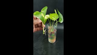 Money Plant Propagation From Single Leaf With WaterShorts [upl. by Barnaby]