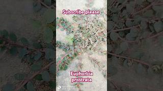 Euphorbia prostrata euphorbia prostrate euphorbiaceae creeper trending mscbotany botany [upl. by Thorrlow]