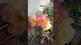 Adeniam mouana trending gardening [upl. by Vannie170]