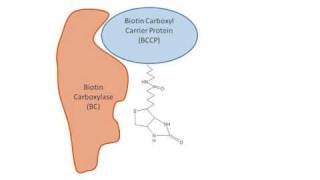 Fatty Acid Synthesis in Plants [upl. by Enier]