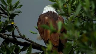 Call of Brahminy kite [upl. by Hayes]