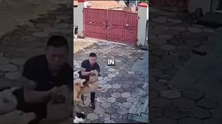 Golden Retriever Saved his owner from dog bite [upl. by Anerul304]