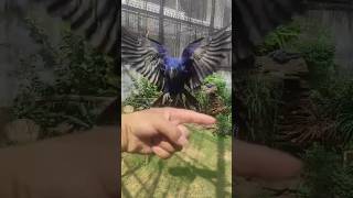 Hyacinth Macaw parrot Practice😱hyacinthmacaw bird Practice birdslover shortsviral 🙏🙏 [upl. by Kred]