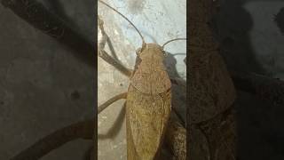 Hawkmoths music phonk halloween beats typebeat trending nature natureinsects [upl. by Nillok]