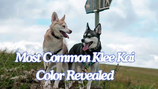 The Surprising Truth About Alaskan Klee Kai Colors [upl. by Dunston]