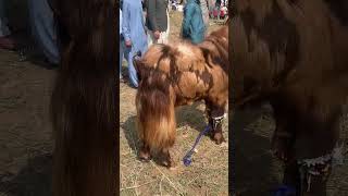 Beautifull goat goat shortvideo viral [upl. by Airec]