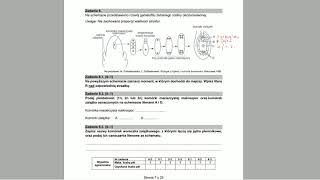 BOTANIKA  Rozwój gametofitu okrytonasiennych  ZADANIA MATURALNE Z BIOLOGII 🌱 [upl. by Nachison]