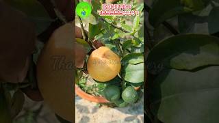 all season fruit Plants  Thai All Season red lime  fruit nursery  best online nursery fruit trees [upl. by Medrek]