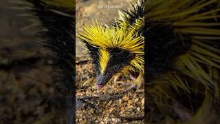 Streaked Tenrec 🦔 Unique Rare Animal from Madagascar [upl. by Susann248]