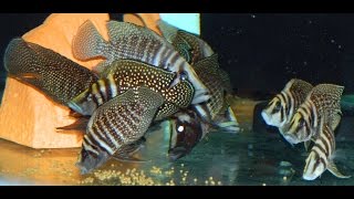 Altolamprologus Calvus Black Congo Wild [upl. by Cherian]