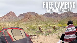 Free Camping in Oatman Arizona  Dispersed Tent Camping  Easy Camp Breakfast [upl. by Fernanda]