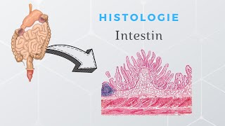 Histologie de lintestin [upl. by Hedberg859]