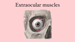 Anatomy of the eye extraocular muscles [upl. by Anadal371]