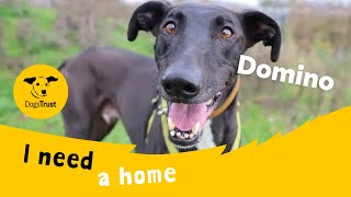 Domino the delightful Lurcher  Dogs Trust Leeds [upl. by Atinehc]