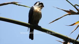 Collared Falconet a cute bird One of the smallest raptors or birds of prey in the world [upl. by Vary]