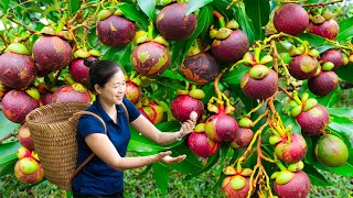 Harvesting Mangosteen amp Goes To Market Sell  Gardening And Cooking  Lý Tiểu Vân [upl. by Mirisola893]