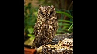 Verso dellAssiolo Eurasian Scops Owl song Otus scops [upl. by Sivahc]