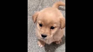 This adorable puppy will melt your heart [upl. by Ahcrop]