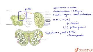 STAMEN MICROSPORANGIUM AND POLLEN GRAIN [upl. by Nolan312]