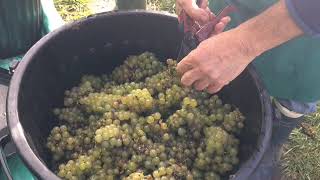 Quimper  vendanges au coteau du Braden [upl. by Akeit]