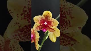 Phalaenopsis hybrid novelty orchid nature [upl. by Enimisaj]