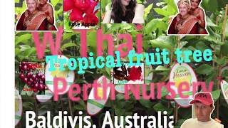 Tropical fruit tree for sale Baldivis Perth Australia [upl. by Lynch]