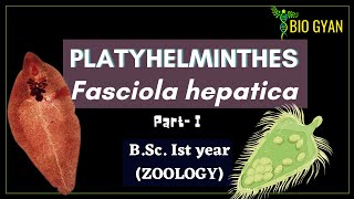 Platyhelminthes  Fasciola hepatica part1  BSc Ist Year Zoology [upl. by Kilroy]