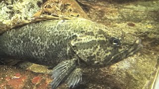 タケノコメバル Rockfishes Sebastes oblongus [upl. by Nilatak]