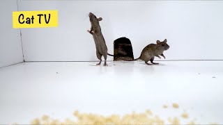 Cat TV 🐭 Mice in The Jerry Mouse Hole 🐀 Mice Videos for Cats to Binge Watch 10 HOURS [upl. by Seraphina]